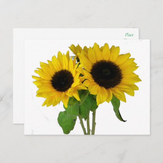 Geel Zonnebloem Blank Bloemen Briefkaart (Voorkant / Achterkant)