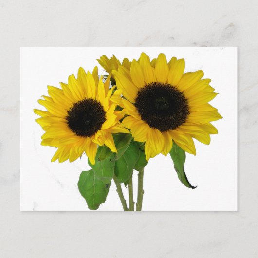 Geel Zonnebloem Blank Bloemen Briefkaart (Voorkant)