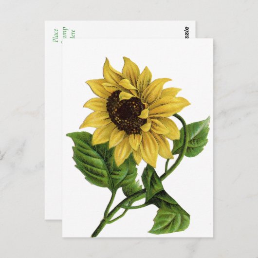  Geel Zonnebloem Blank Bloemen Briefkaart (Voorkant / Achterkant)