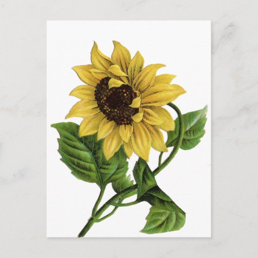  Geel Zonnebloem Blank Bloemen Briefkaart (Voorkant)