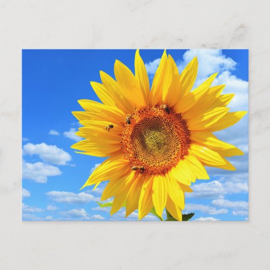 Geel Zonnebloem en Bijen Zomer Briefkaart (Voorkant)