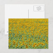 Geel zonnebloemveld briefkaart (Voorkant / Achterkant)