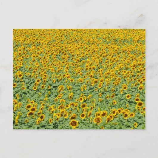 Geel zonnebloemveld briefkaart (Voorkant)