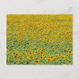Geel zonnebloemveld briefkaart
