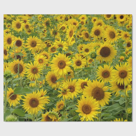 Geel zonnebloemveld cadeaupapier (Vlak)