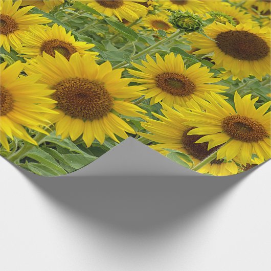 Geel zonnebloemveld cadeaupapier (Hoek)