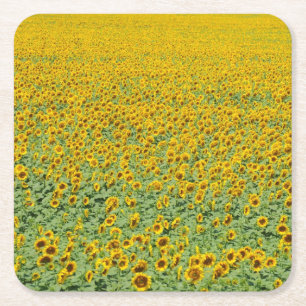 Geel zonnebloemveld kartonnen onderzetters