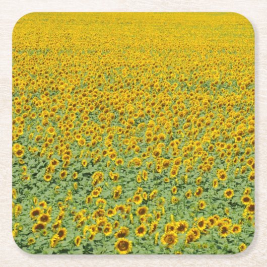 Geel zonnebloemveld kartonnen onderzetters (Voorkant)
