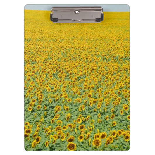 Geel zonnebloemveld klembord (Voorkant)