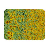 Geel zonnebloemveld magneet (Horizontaal)