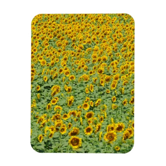 Geel zonnebloemveld magneet (Verticaal)