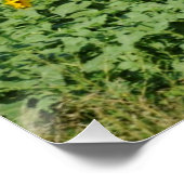 Geel zonnebloemveld poster (Hoek)