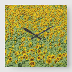 Geel zonnebloemveld vierkante klok
