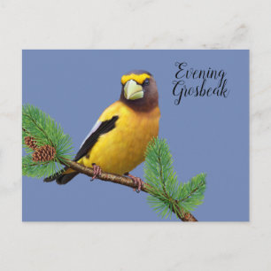 Geel Zwarte Vogel Avond Borstige Kardinaal Briefkaart