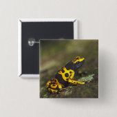 Geelbandgifkikker Dendrobates Vierkante Button 5,1 Cm (Voorkant /achterkant)