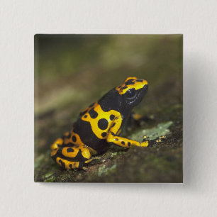 Geelbandgifkikker Dendrobates Vierkante Button 5,1 Cm