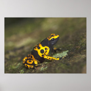 Geelbandige pijlgifkikker Dendrobates Poster