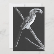Geelbekneushoornvogel, Kalahari Dieren Plat Kaart
