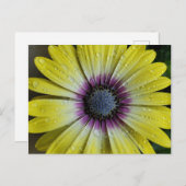 Geelbloem briefkaart (Voorkant / Achterkant)