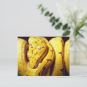 geelboompython, baby briefkaart (Staand voorkant)