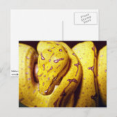 geelboompython, baby briefkaart (Voorkant / Achterkant)