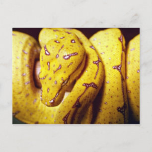 geelboompython, baby briefkaart