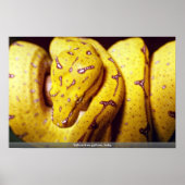 geelboompython, baby poster (Voorkant)