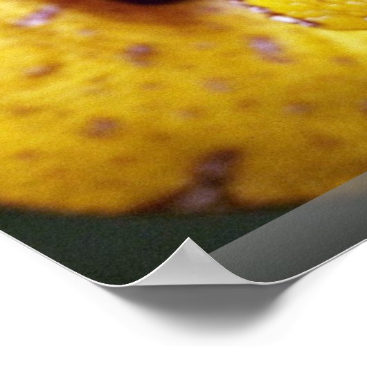 geelboompython, baby poster (Hoek)