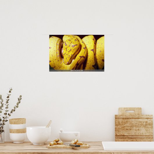 geelboompython, baby poster (Keuken)
