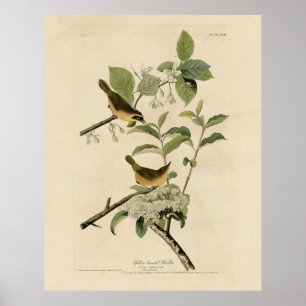 Geelborstkas Audubon's vogels in Amerika Poster