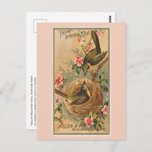 Geelborstkas Briefkaart (Voorkant / Achterkant)