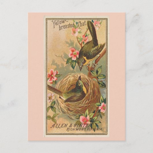 Geelborstkas Briefkaart (Voorkant)