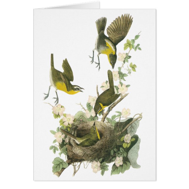 Geelborstkas door Audubon (Voorkant)
