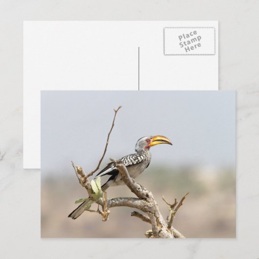 Geelbruin Briefkaart (Voorkant / Achterkant)