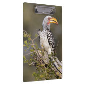 Geelbruin Klembord (Rechts)