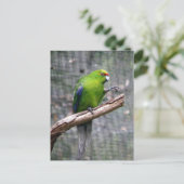Geelbruin parkiet briefkaart (Staand voorkant)