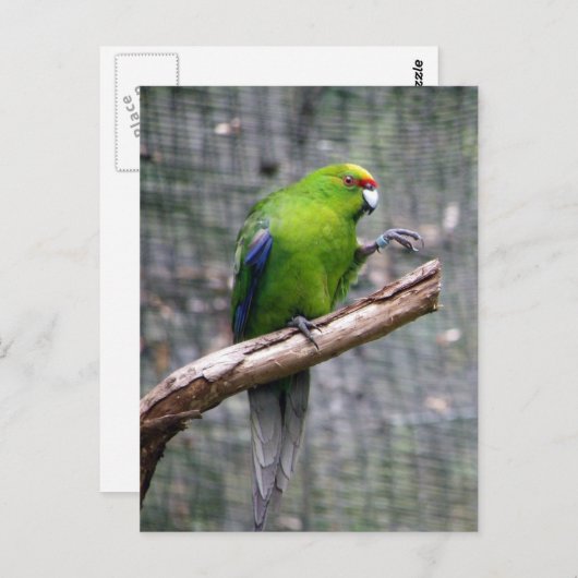 Geelbruin parkiet briefkaart (Voorkant / Achterkant)