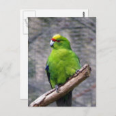 Geelbruin parkiet briefkaart (Voorkant / Achterkant)
