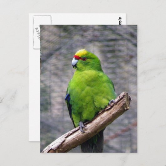 Geelbruin parkiet briefkaart (Voorkant / Achterkant)