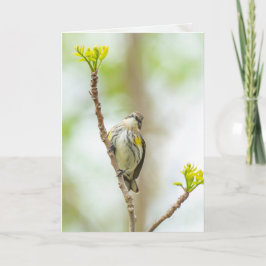 Geelbruine Warbler, vrouw Kaart