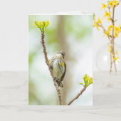 Geelbruine Warbler, vrouw Kaart (Gele Bloem)