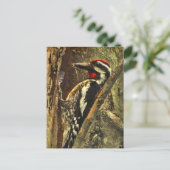 Geelbuikige sapsucker Briefkaart (Staand voorkant)
