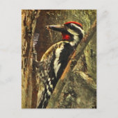 Geelbuikige sapsucker Briefkaart (Voorkant)