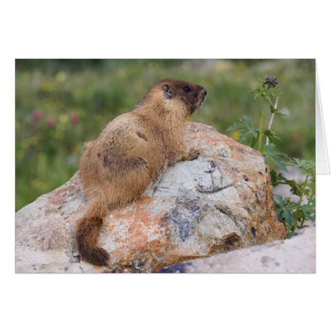 Geelbuikmarmot, Marmota flaviventris, (Voorkant Horizontaal)