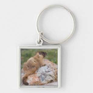 Geelbuikmarmot, Marmota flaviventris, Sleutelhanger