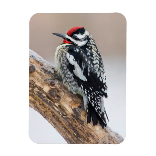 Geelbuikspecht mannetje magneet (Verticaal)