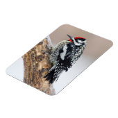 Geelbuikspecht mannetje magneet (Linkerzijde)