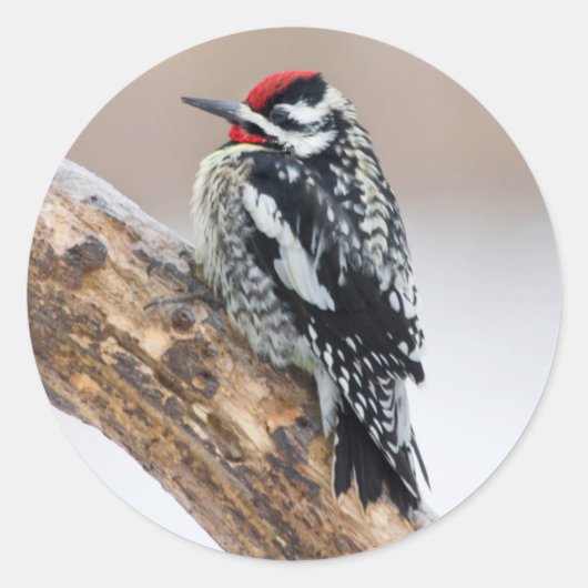 Geelbuikspecht mannetje ronde sticker (Voorkant)