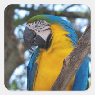 Geelgroene en blauwe tropische Ara Vierkante Sticker