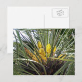 Geelgroene palmbloemen briefkaart (Voorkant / Achterkant)